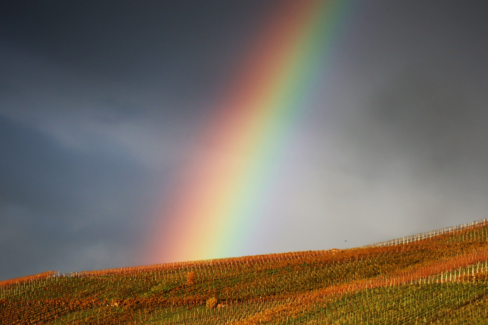  Weinberge unter dem Regenbogen , zur blauen Stunde