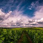 Weinberge unter Wolken