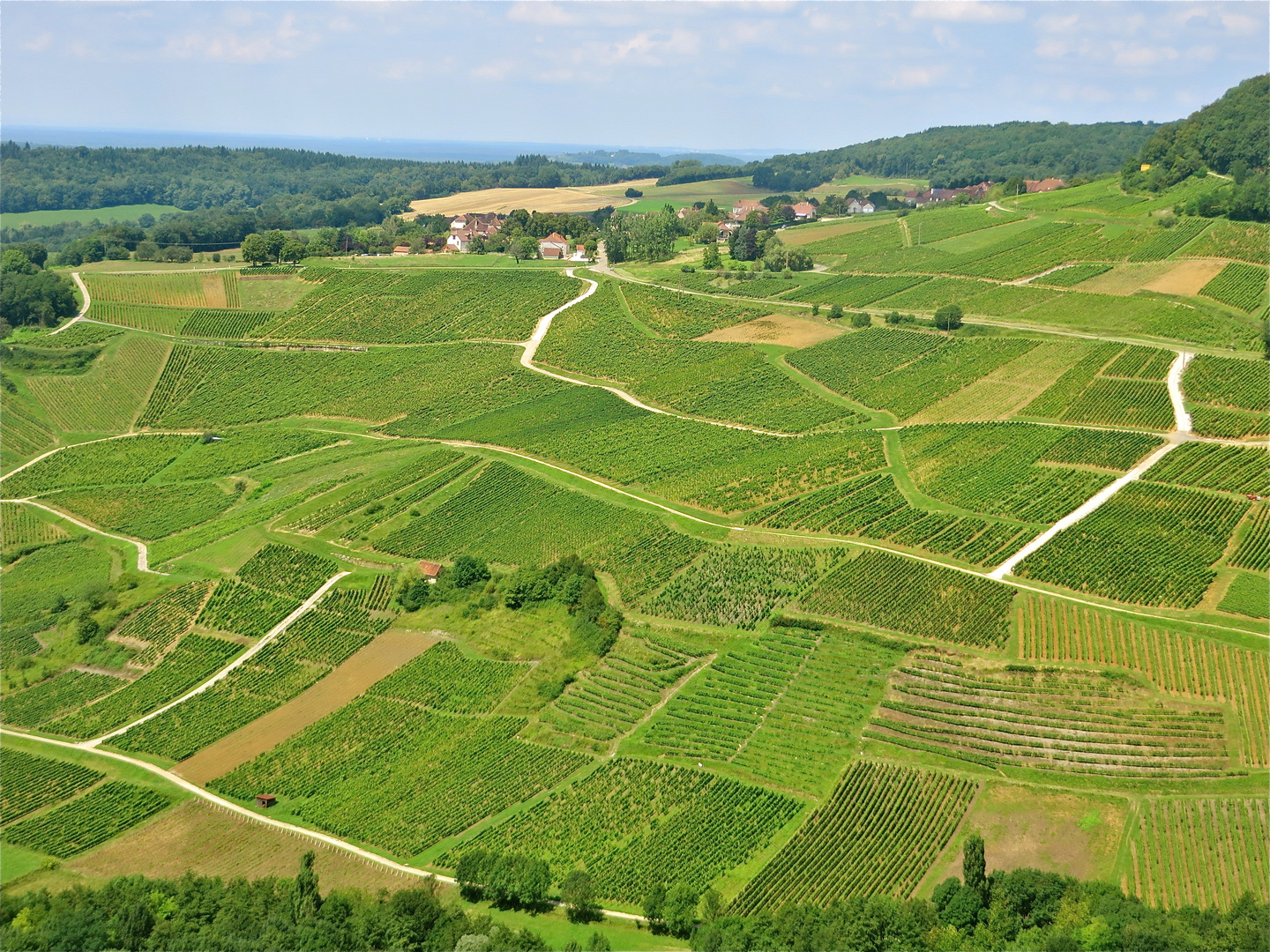 ..Weinberge von Château Chalon...