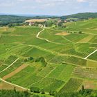 ..Weinberge von Château Chalon...