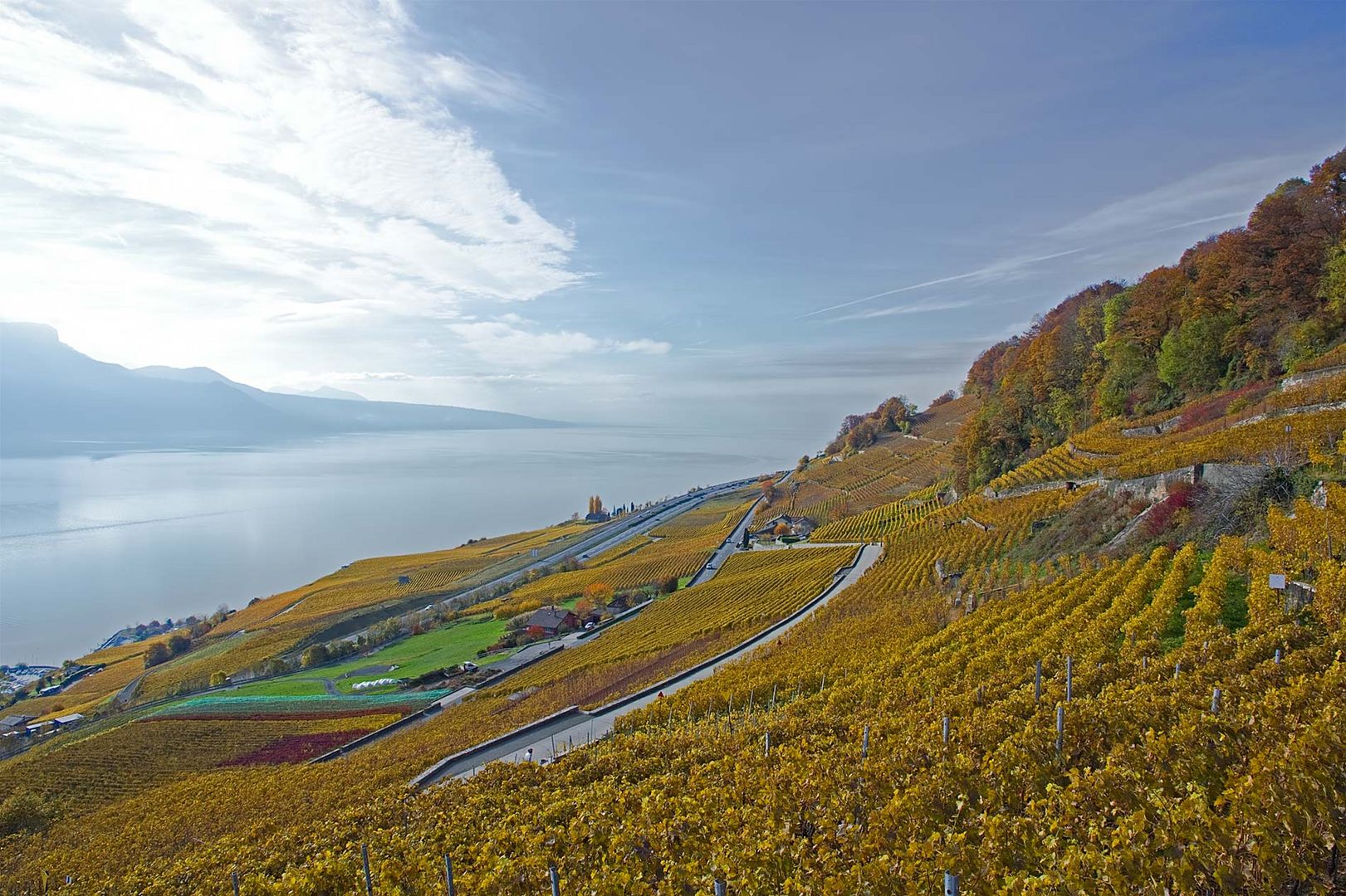 Weinberge von Mont Pelerin Richtung Genfersee gesehen