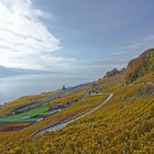 Weinberge von Mont Pelerin Richtung Genfersee gesehen