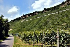 Weinberge von Mundelsheim II