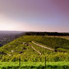 Weinberge von Radebeul (Spitzhaus bei Dresden)