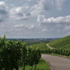 Weinberge von Strümpfelbach 3