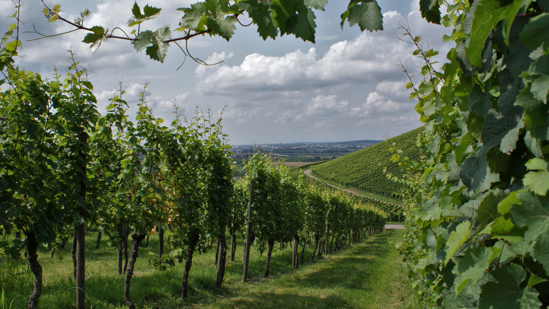 Weinberge von Strümpfelbach 4