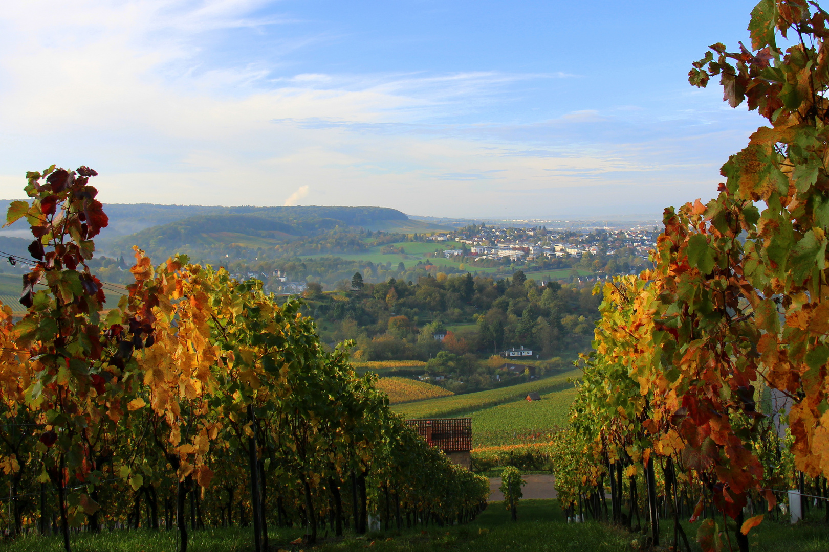 Weinberge werden bunt!