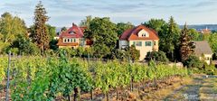 Weinberge - XJAZZ - Radebeul