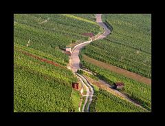 Weinberge zum Rumstehen, Rumsitzen, Rumliegen, Rum .....