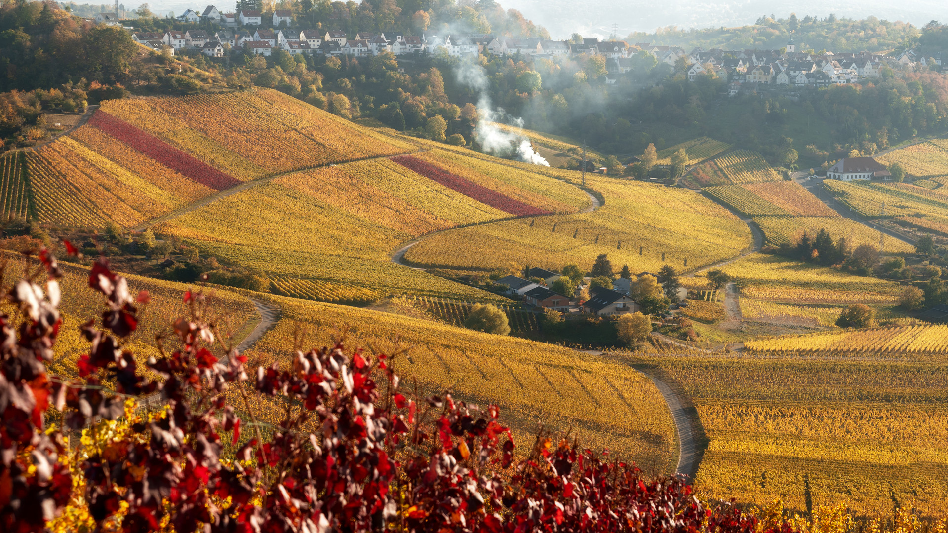 Weinberge zum Sonnenuntergang am Württemberg