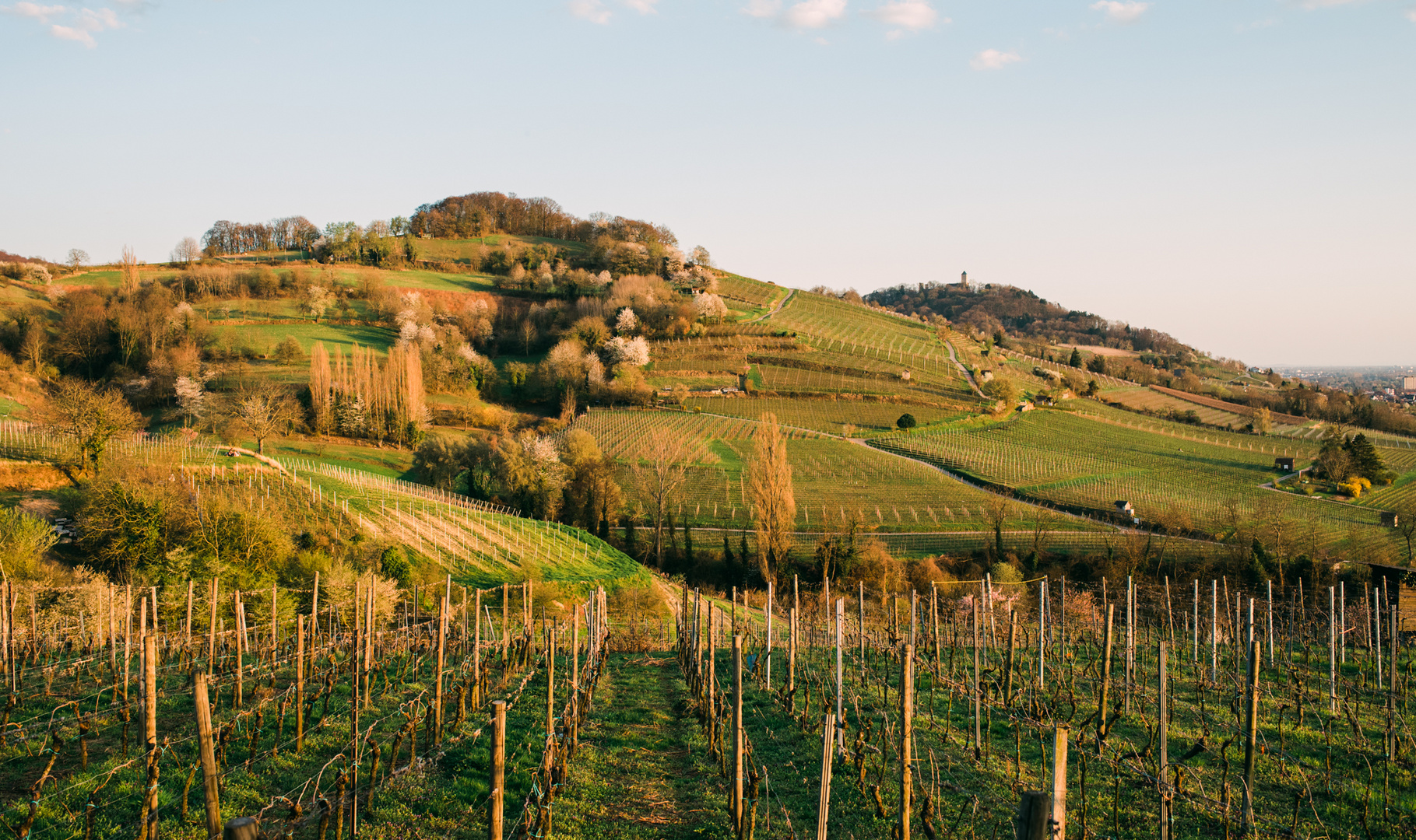 Weinberge zwischen Bensheim und Heppenheim 2019