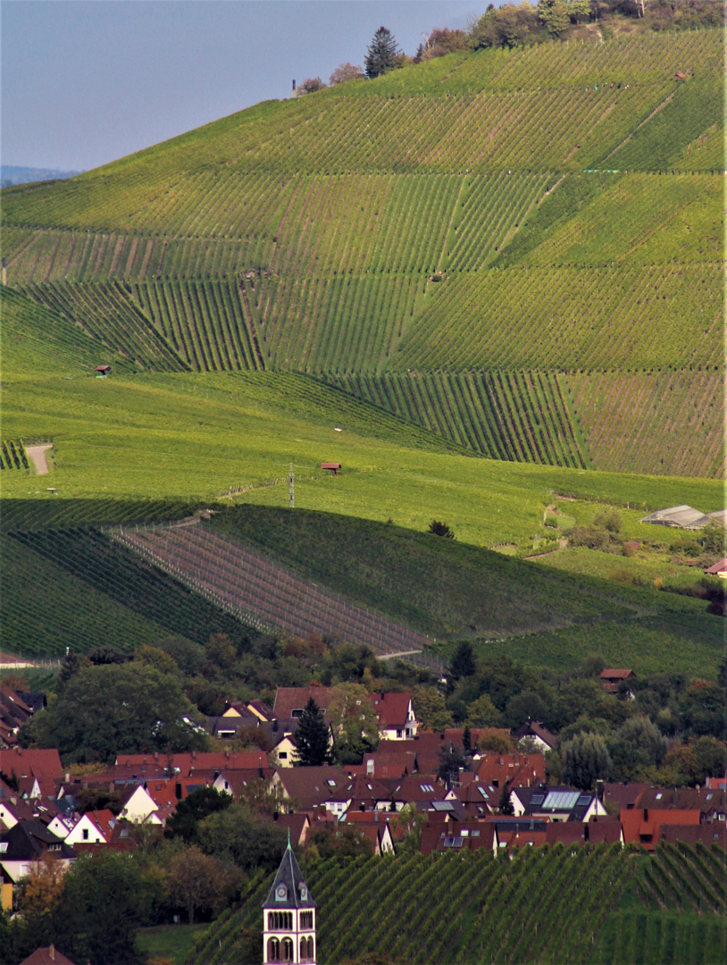 Weinberge zwischen Stuttgart und Fellbach