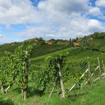 Weinberge...2