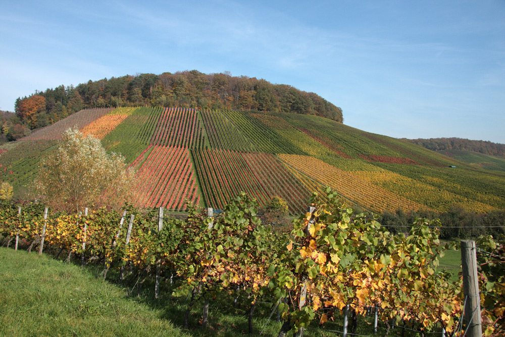 Weinbergen bei Eberstadt