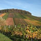 Weinbergen bei Eberstadt