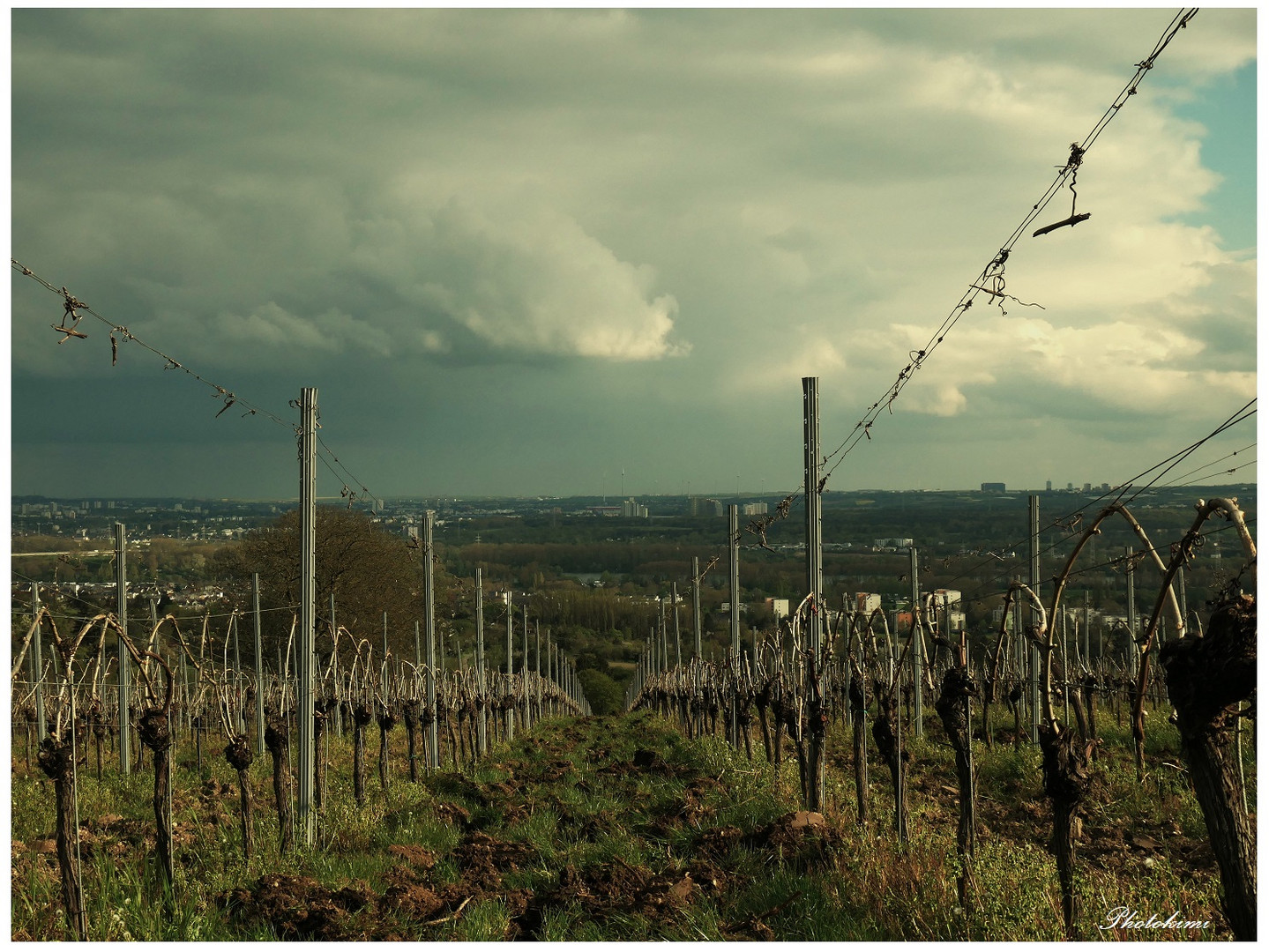 Weinbergen im Rheingau