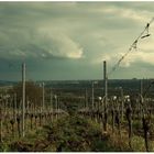 Weinbergen im Rheingau