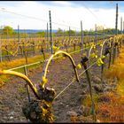 Weinbergen in der Abendsonne