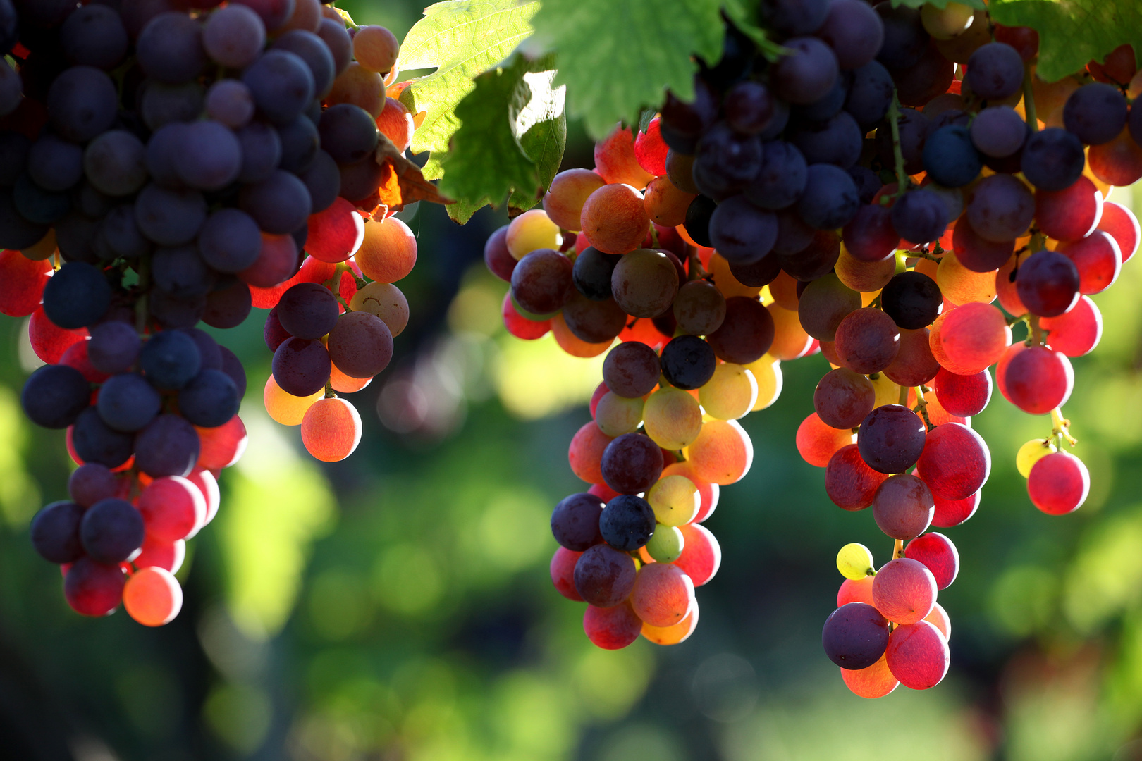 Weinbergfarbenspiel