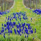 Weinbergfrühling