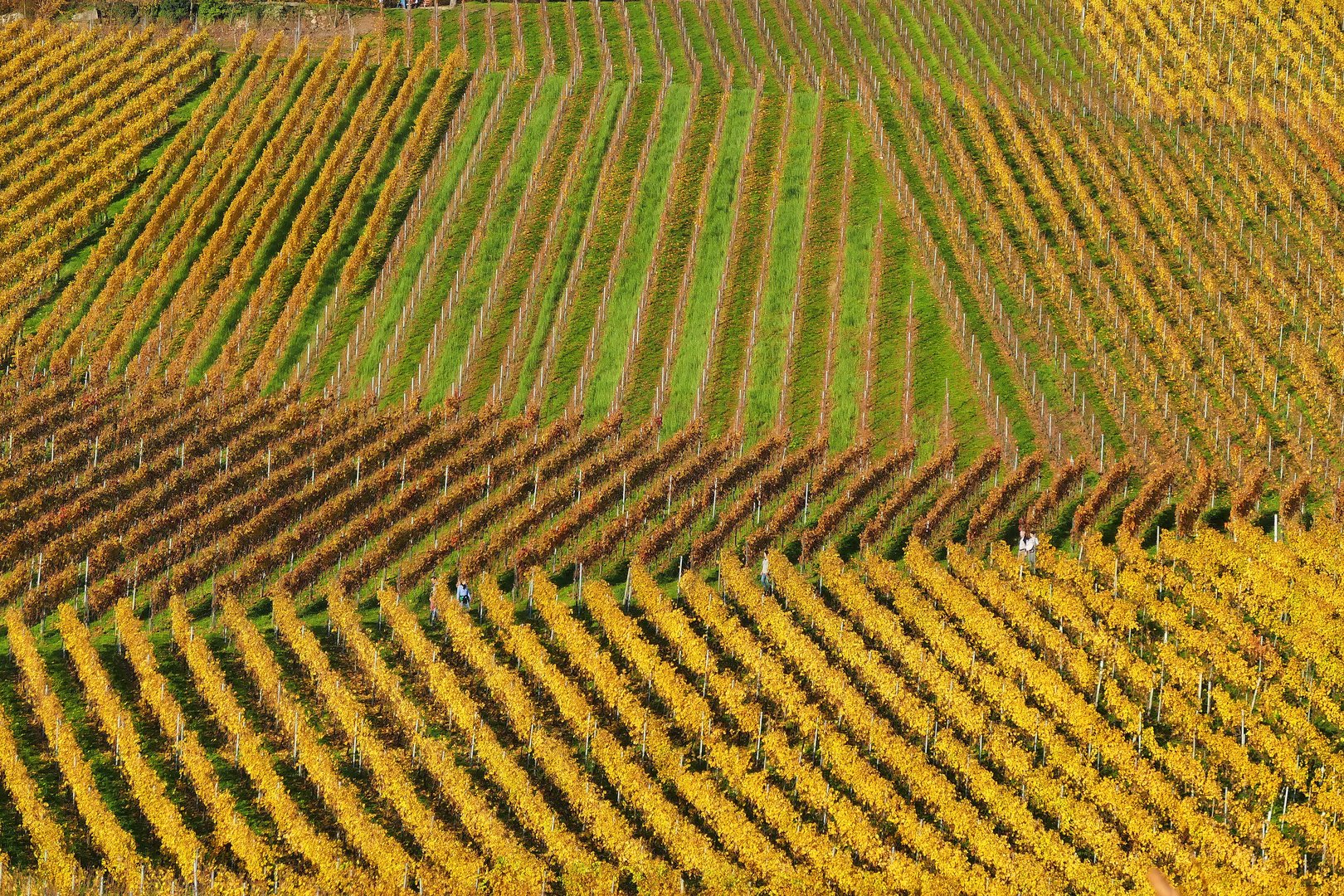 weinberggeometrie