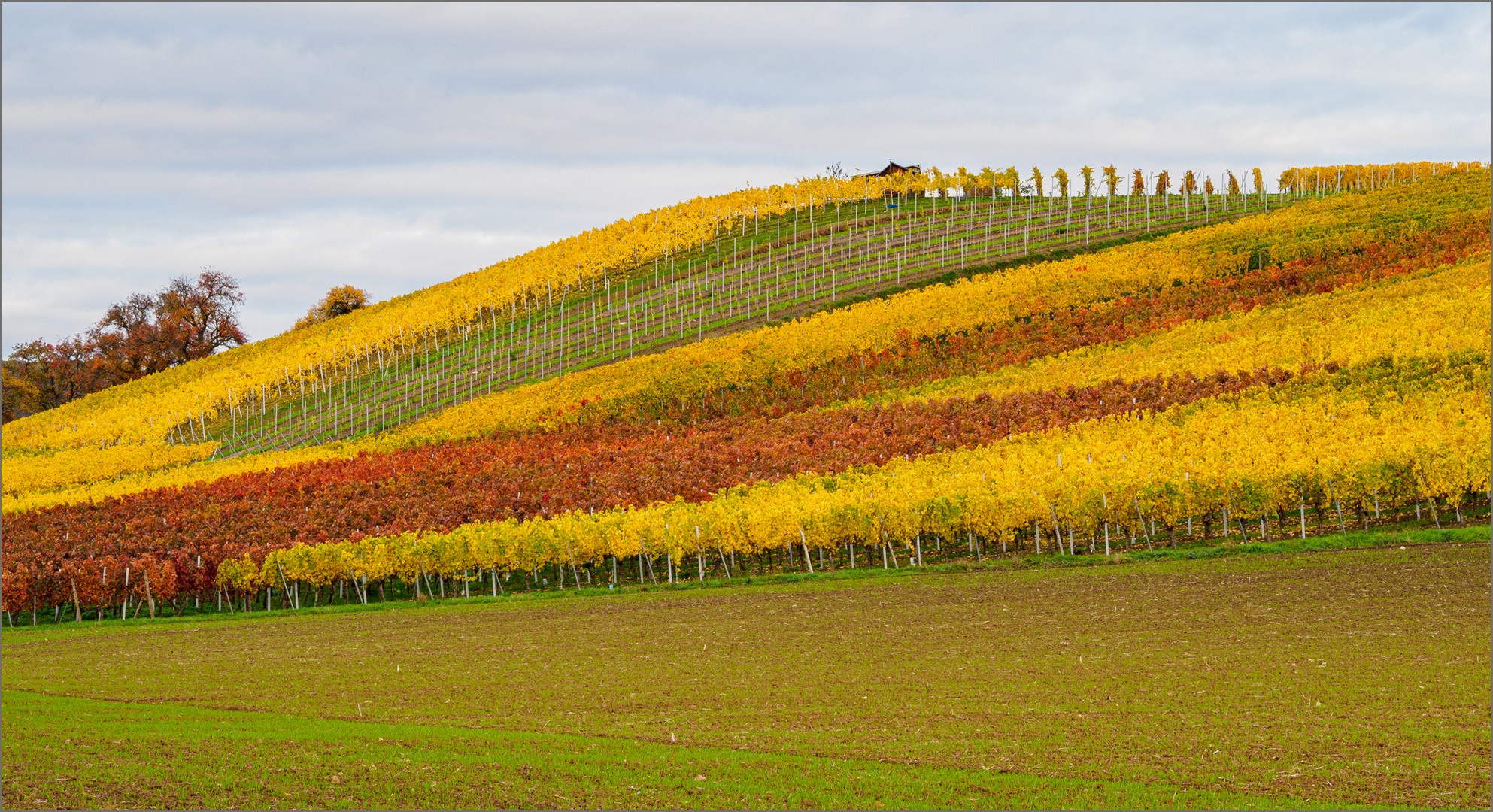 Weinberggeometrie