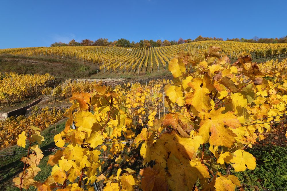 Weinbergglühen