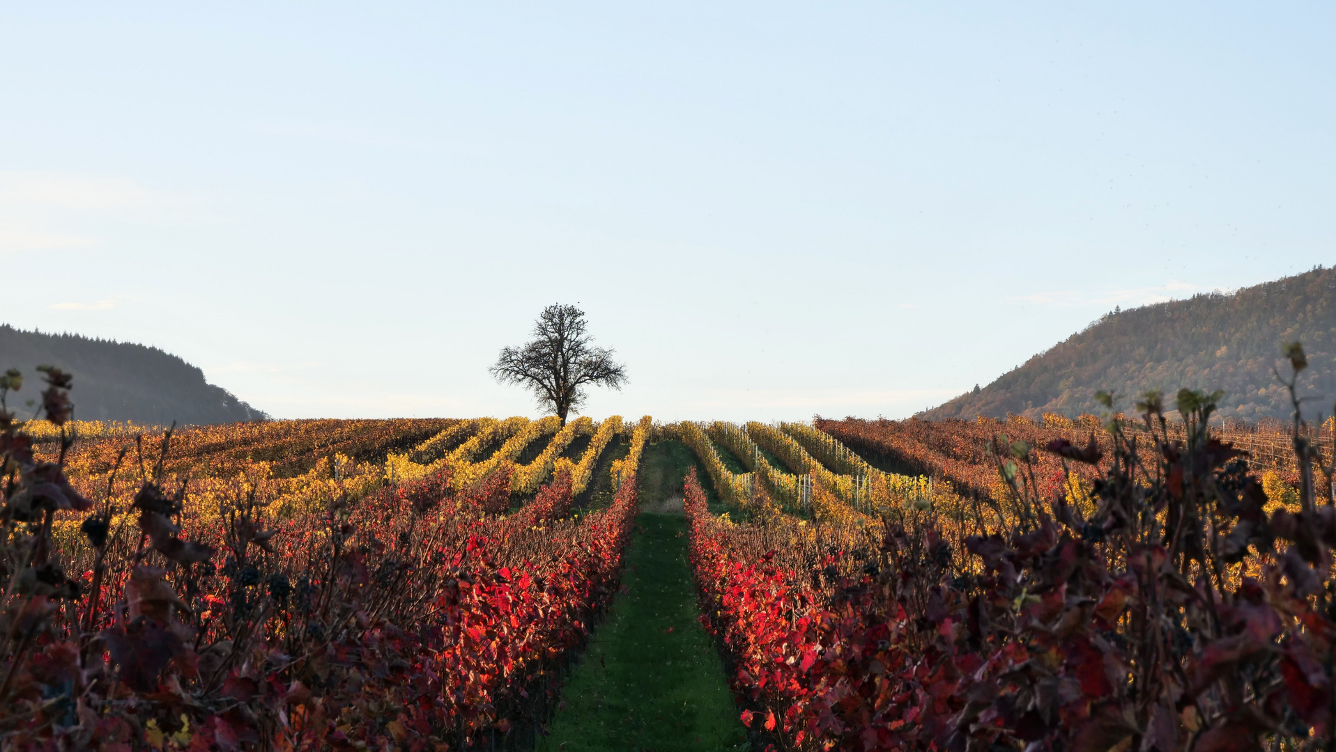 Weinbergglühen