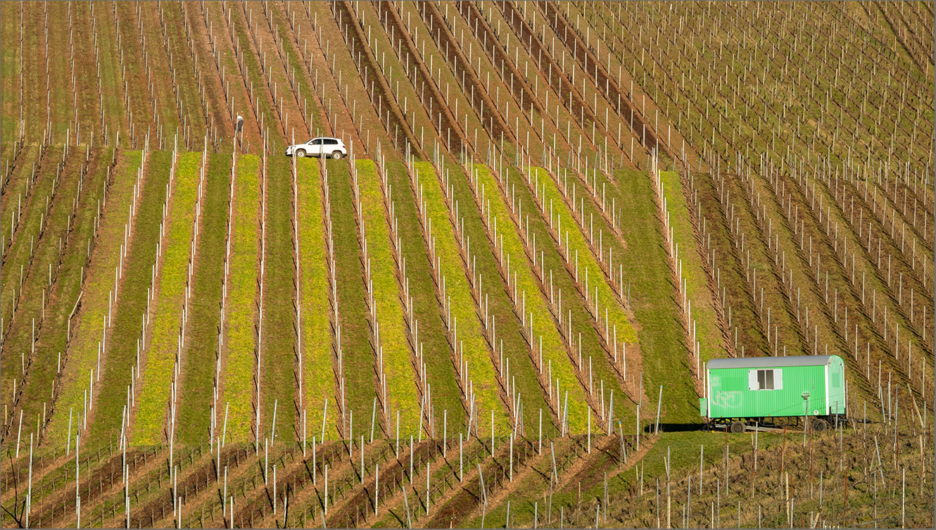 Weinberggrafik