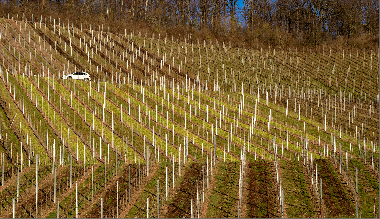 Weinberggrafik 2