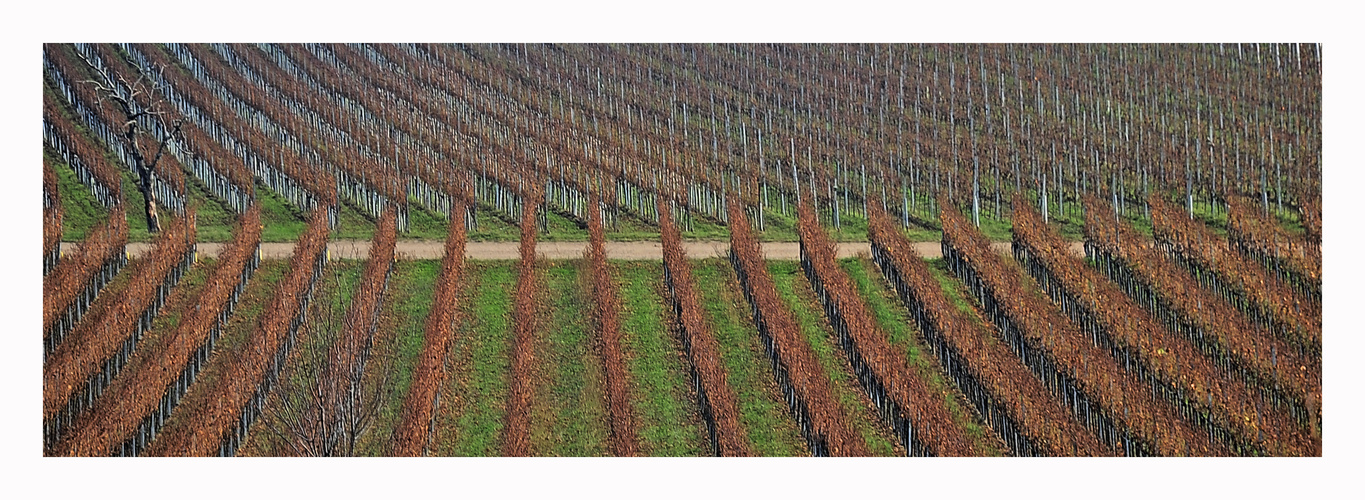 Weinberggrafik...