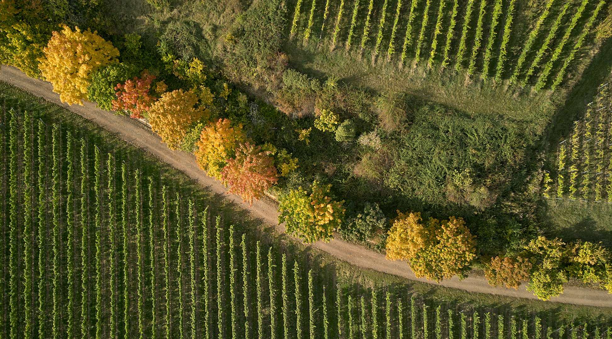 Weinberggrafik im Herbst 2021, aus dem Archiv.