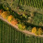 Weinberggrafik im Herbst 2021, aus dem Archiv.