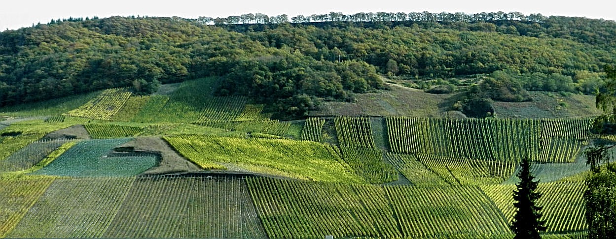 Weinberghänge an der Mosel