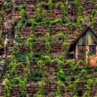 Weinberghäusle auf dem Lenzenberg (Hedelfingen) HDR