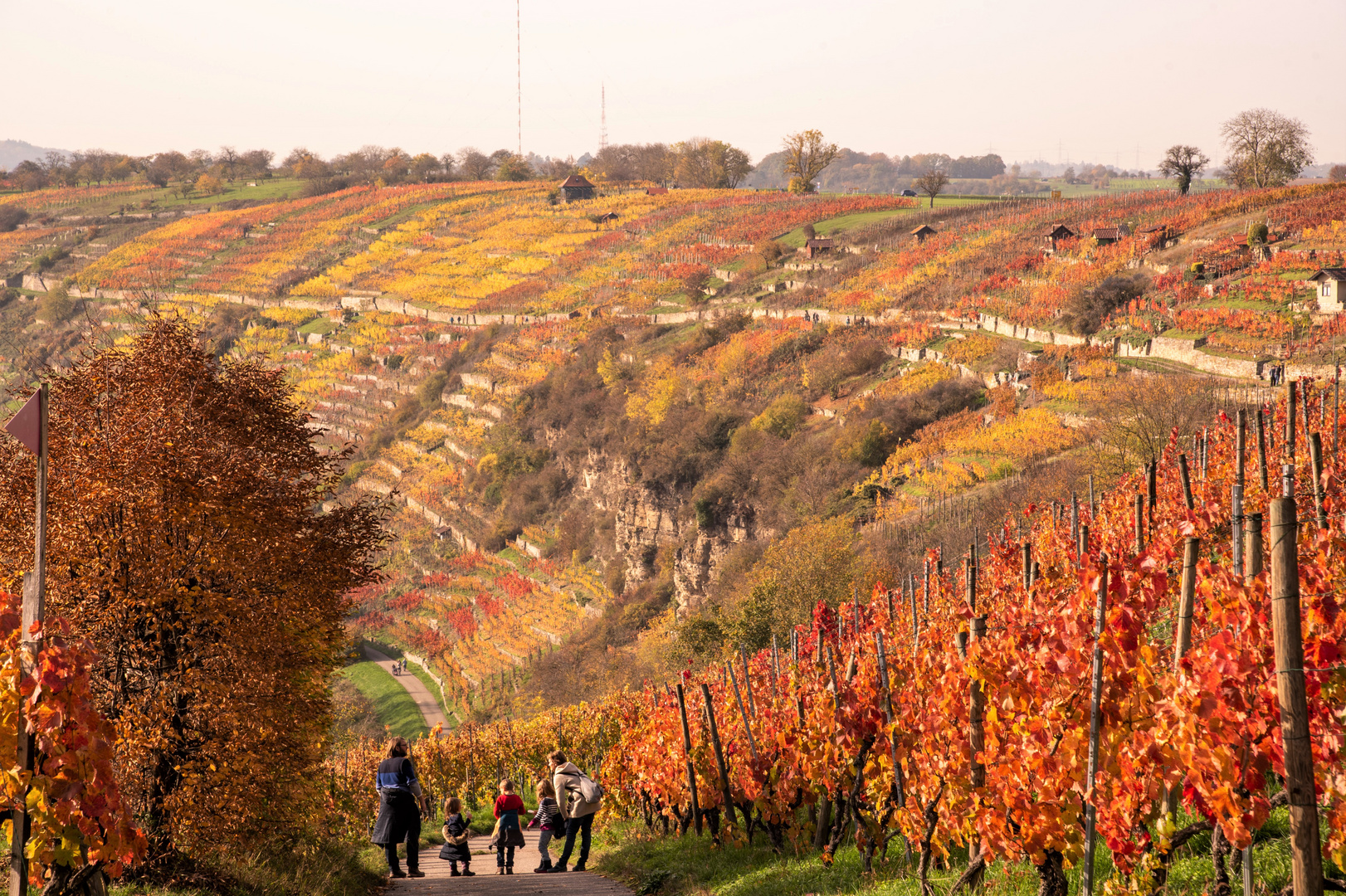 Weinberghalden an der Enz