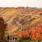 Weinberghalden an der Enz