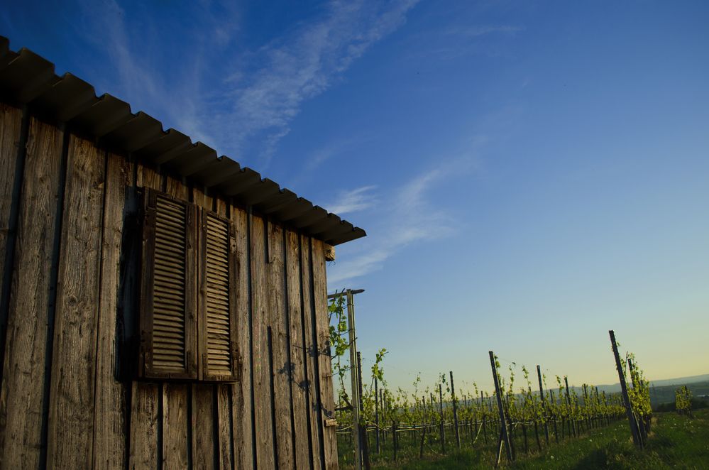 Weinberghütte