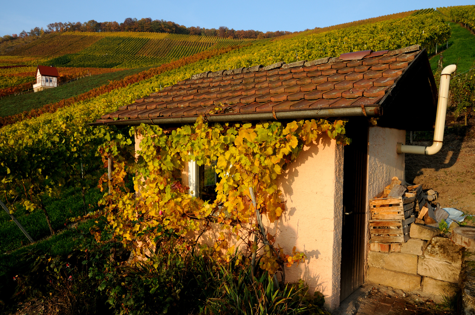 Weinberghütte im Herbst