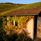 Weinberghütte im Herbst