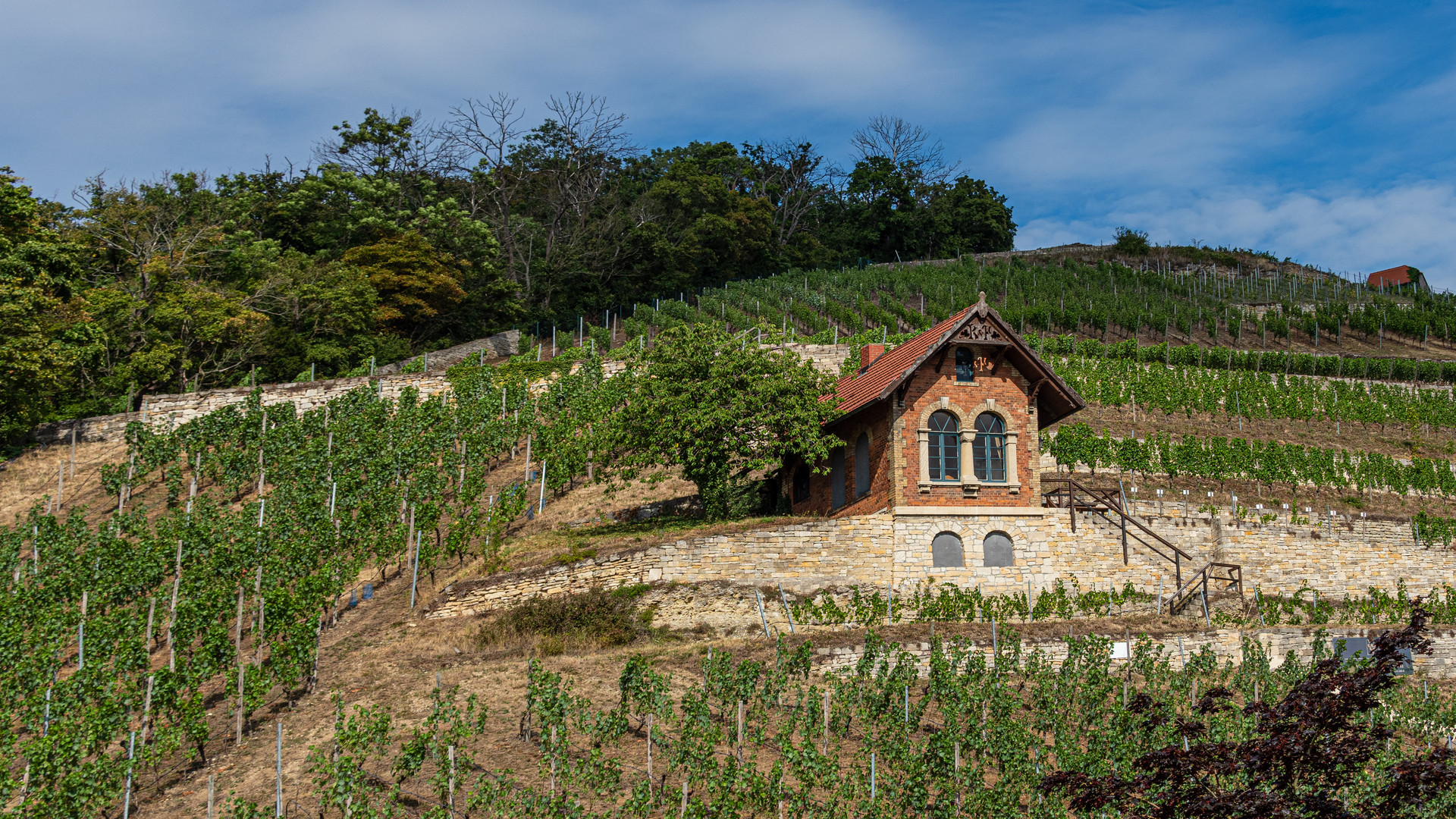 Weinbergidylle - Freyburg (Unstrut)