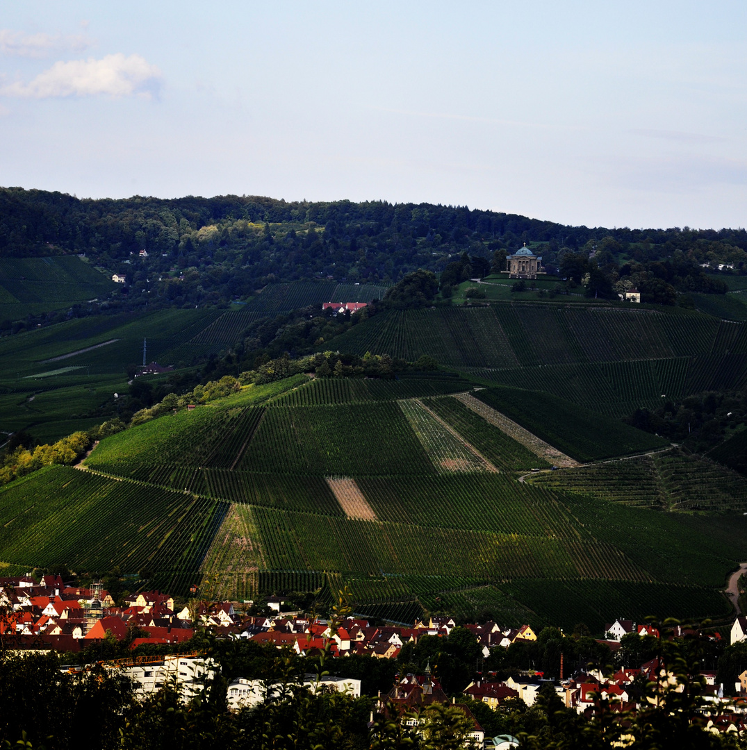 ...Weinberglandschaft ....