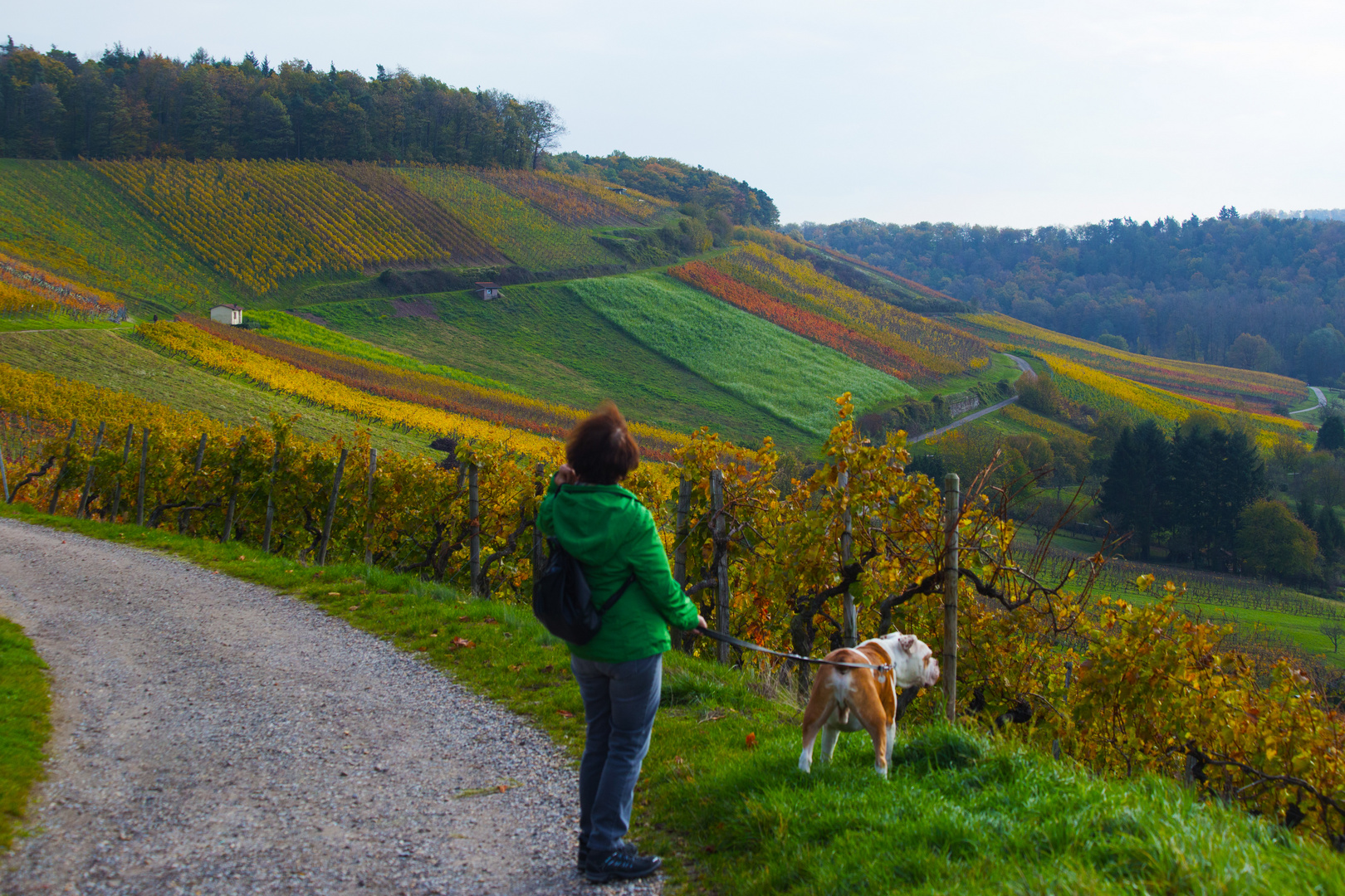 Weinberglandschaft am Horn