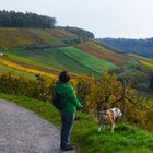 Weinberglandschaft am Horn