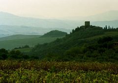 Weinberglandschaft bei Montalcino, Toskana