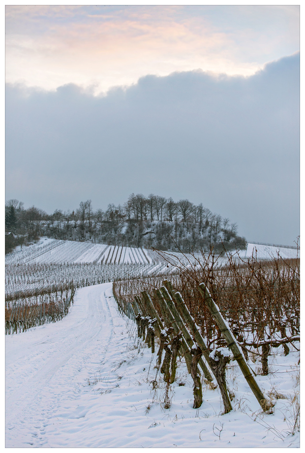 Weinberglandschaft