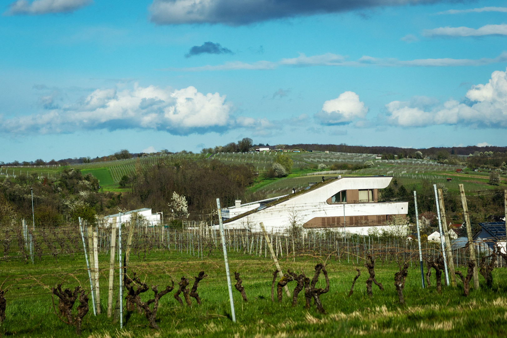 Weinberglandschaft in Zeutern