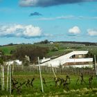 Weinberglandschaft in Zeutern