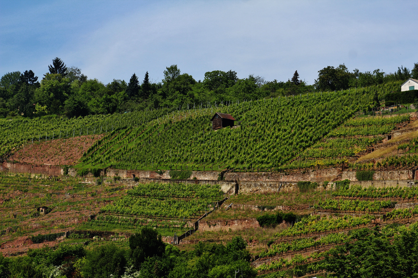 Weinberglandschaften