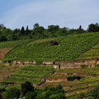 Weinberglandschaften